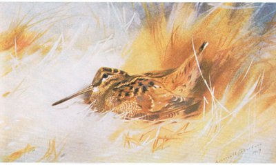 Woodcock, pub. by Book Club Associates, 1972 by Archibald Thorburn
